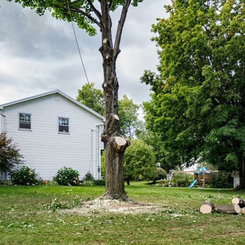 Premier Residential Tree Services in Pineville, LA